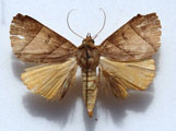 Thyas parallelipipeda